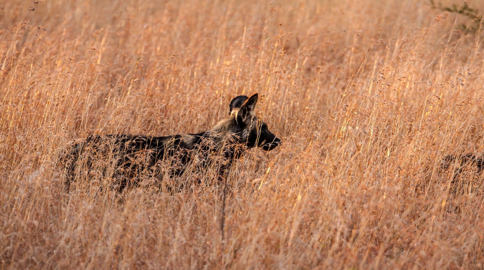 safari parks south africa