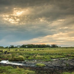 2 nights safari