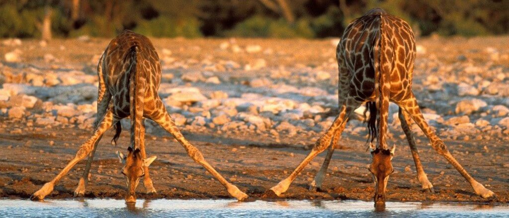 Giraffe Facts