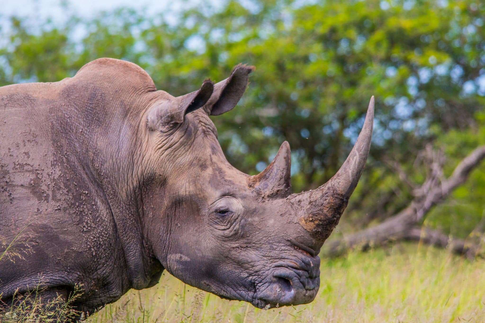 hluhluwe umfolozi wildlife