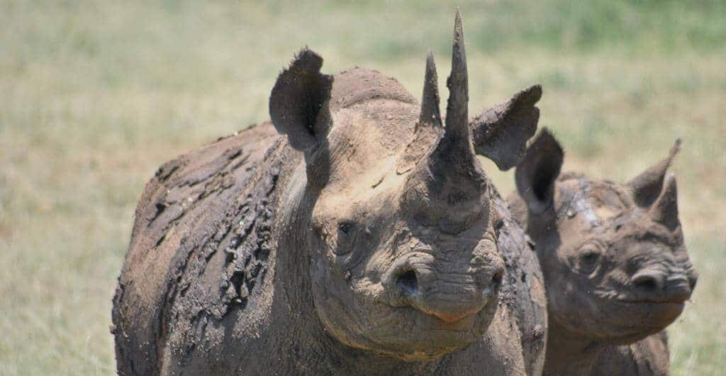 hluhluwe-imfolozi park animals black rhino