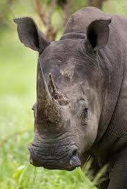 Rhino Poaching Latest