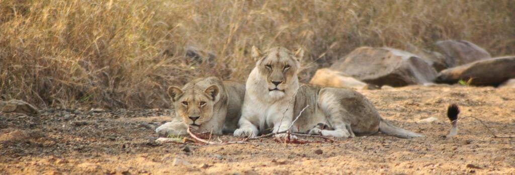 Hluhluwe Safari with Heritage Tours & Safaris