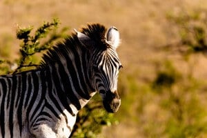 Safari Day Trip from Durban