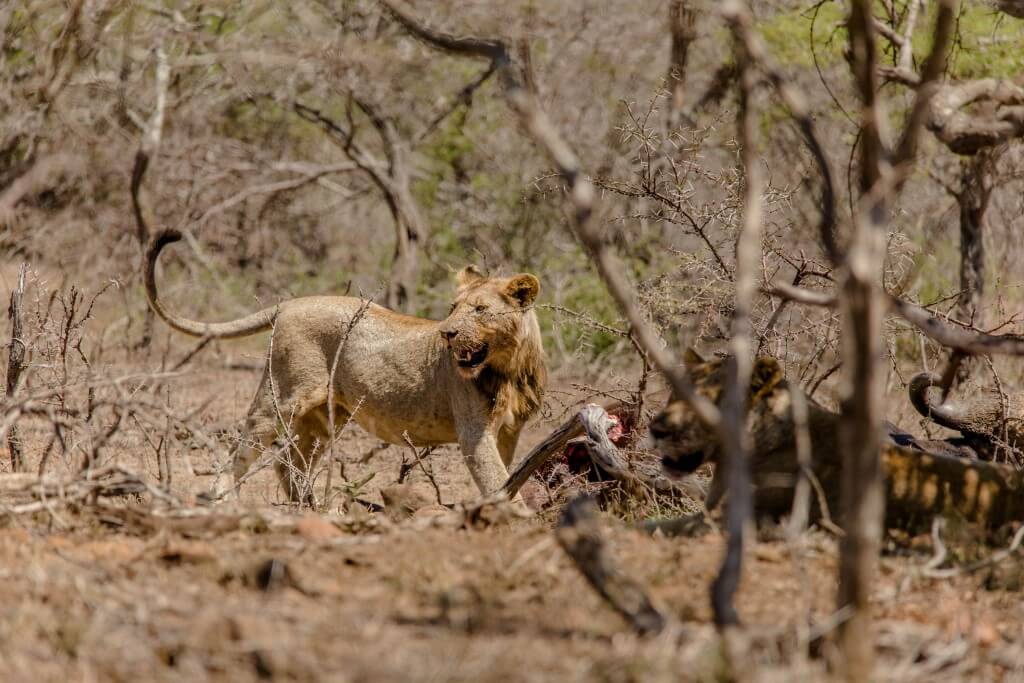 safari tour from durban