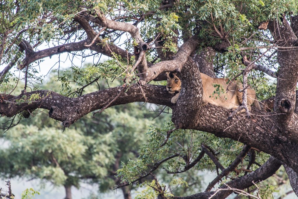 1 night south africa safari package