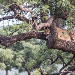 1 night south africa safari package