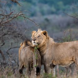 african Lion