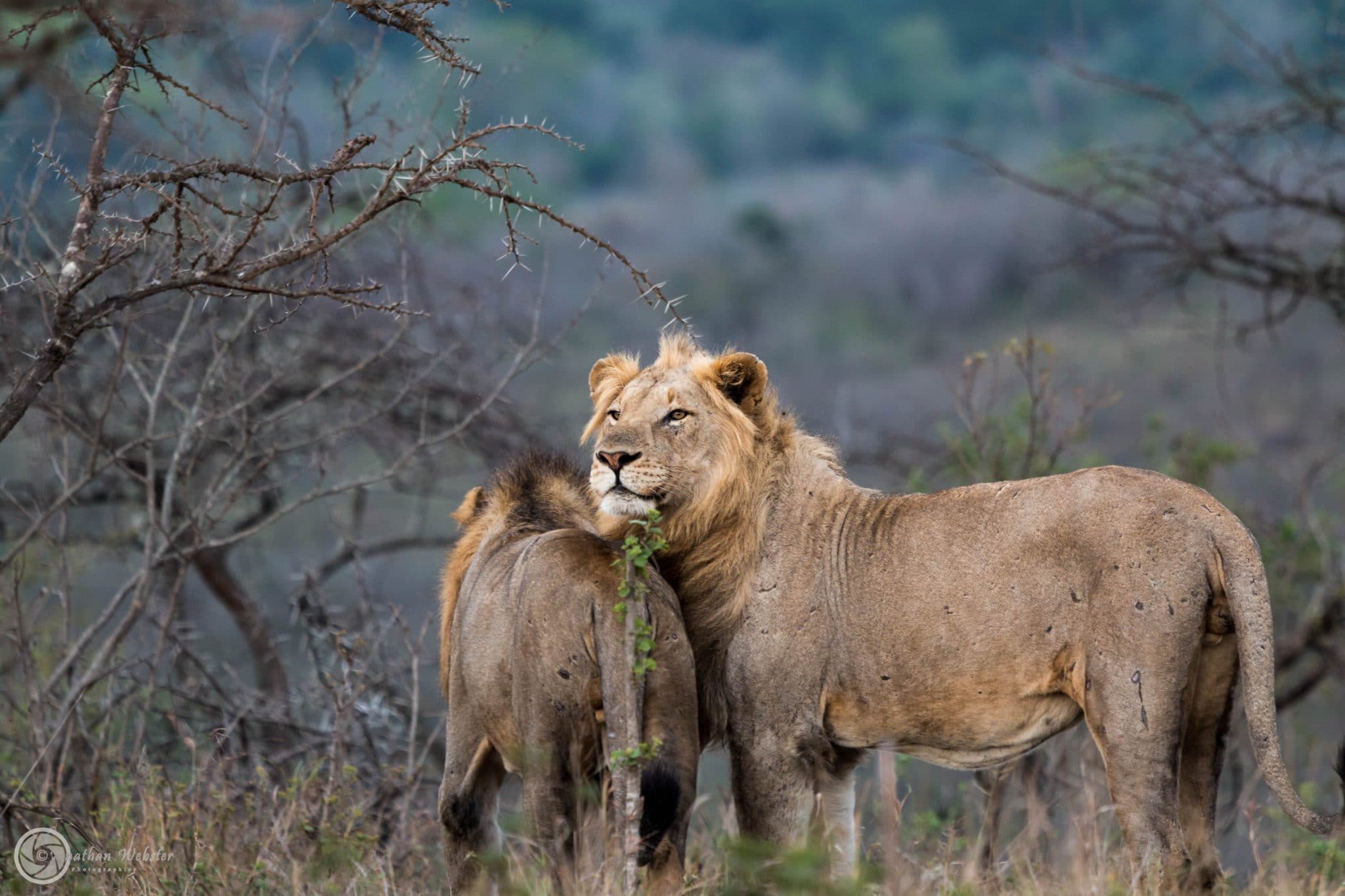 1 Night Bush, River and Night Drive Safari Package 1 1 night kwazulu natal hluhluwe big 5 safari package