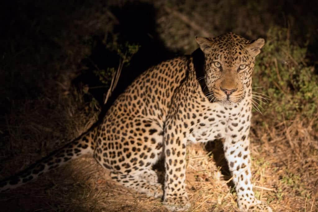 leopard on safari