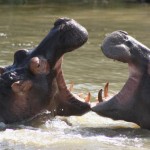 Boat Safari St Lucia 6 Hippo & Croc Boat Safari