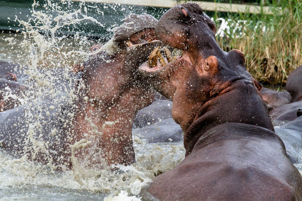 st lucia south africa safaris & activities