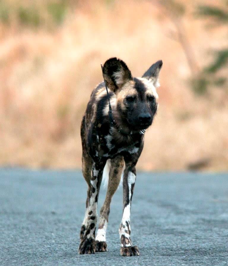 umfolozi wild dogs