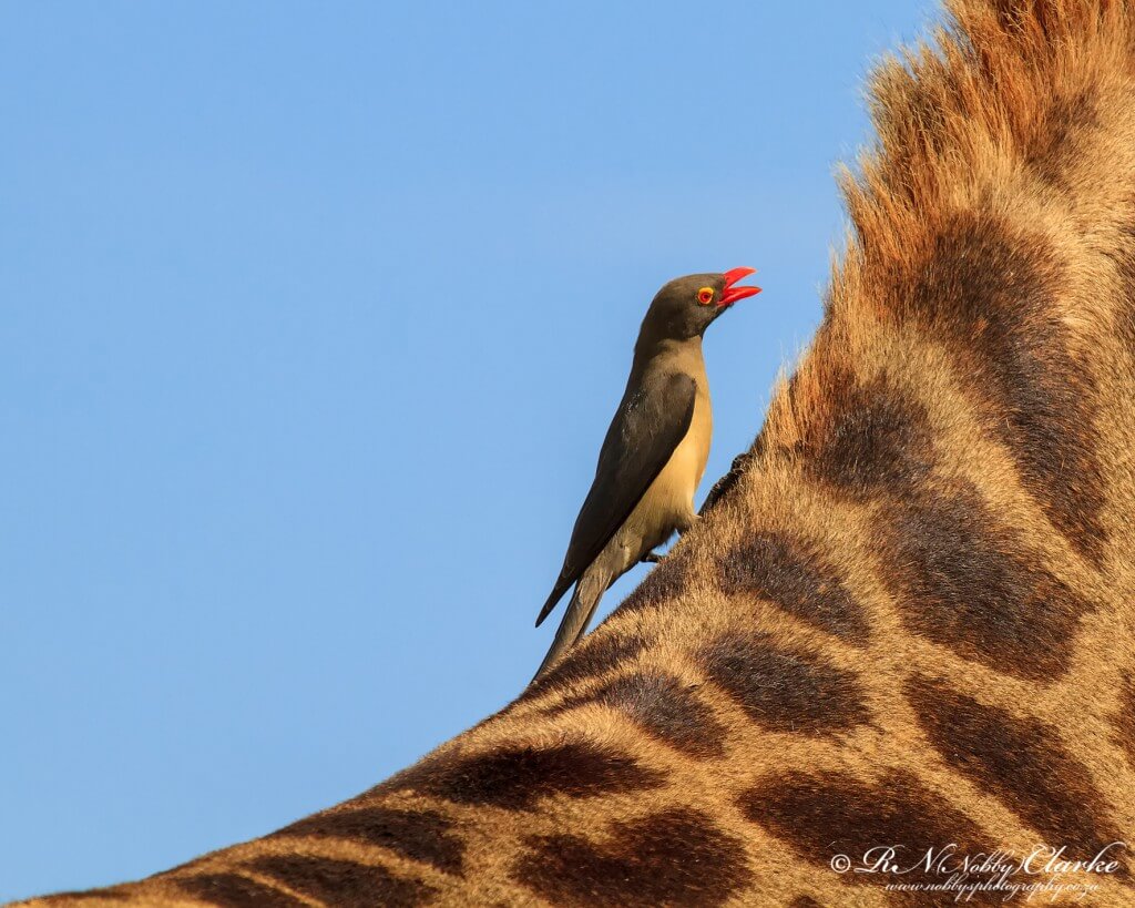 Giraffe Facts