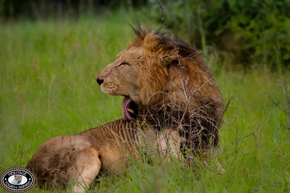 South Africa Safari Packages