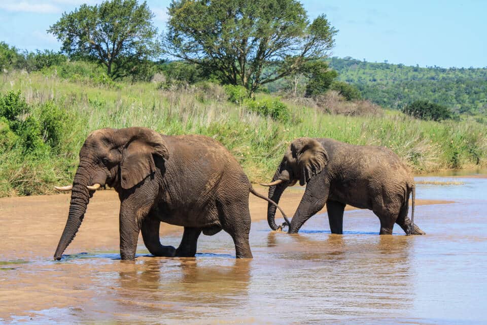 elephants can swim