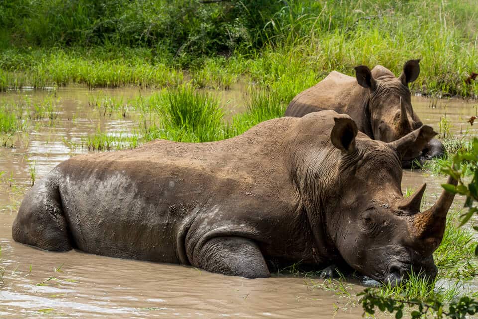 Lion Kill and Rhino's Bathing