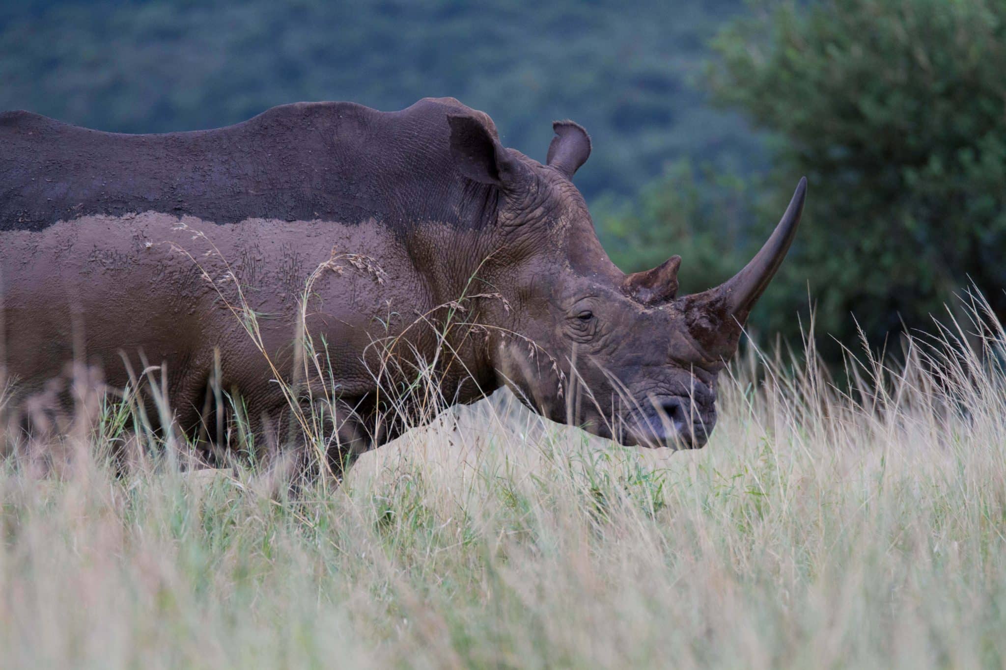 durban safaris