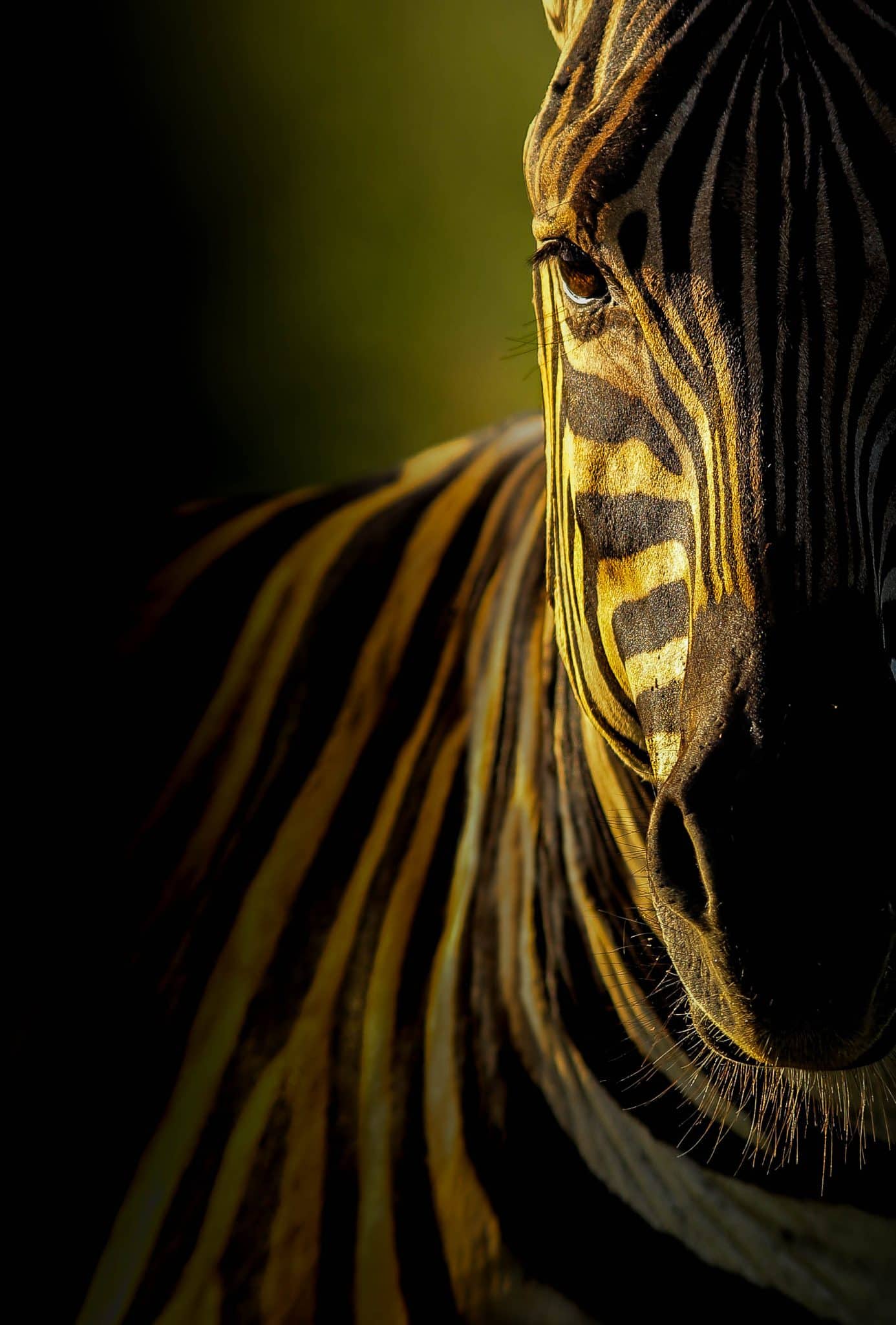 South Africa game reserves