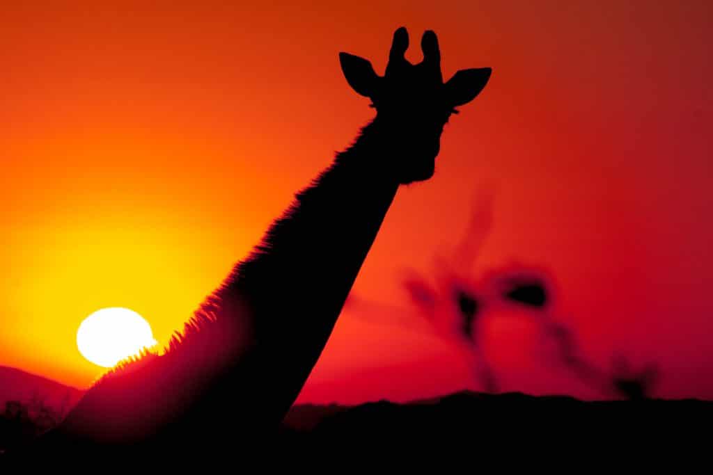 hluhluwe-imfolozi park sunset with giraffe