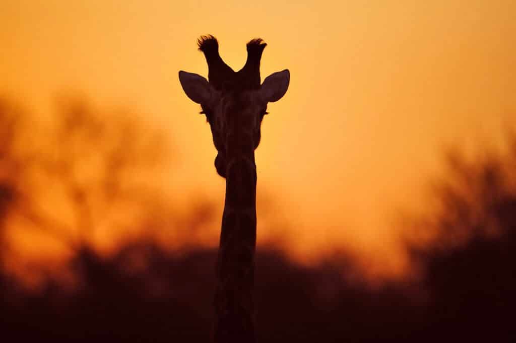 What Makes South Africa a Top Tourist Destination for tours and safaris