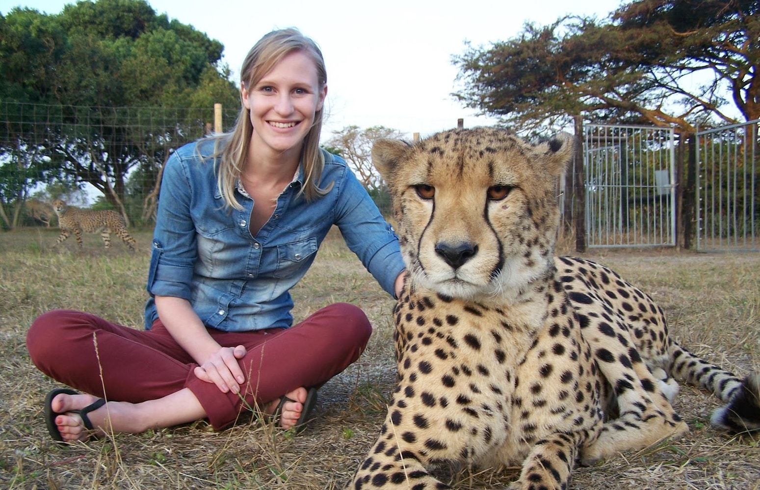 Cheetah Facts & Info