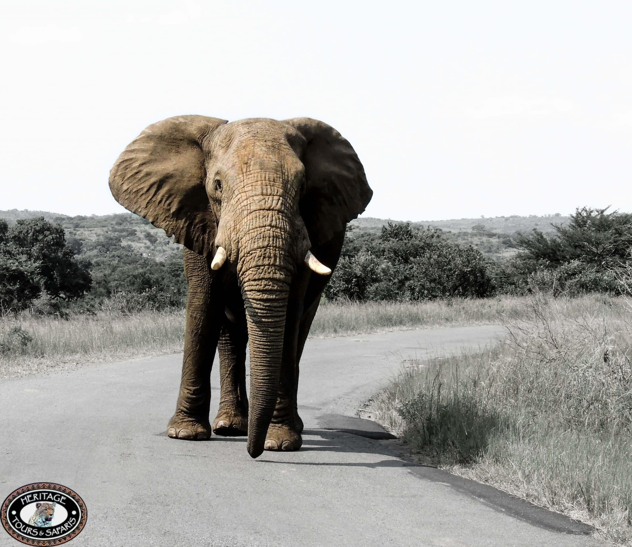 Affordable Safari Packages Zululand South Africa