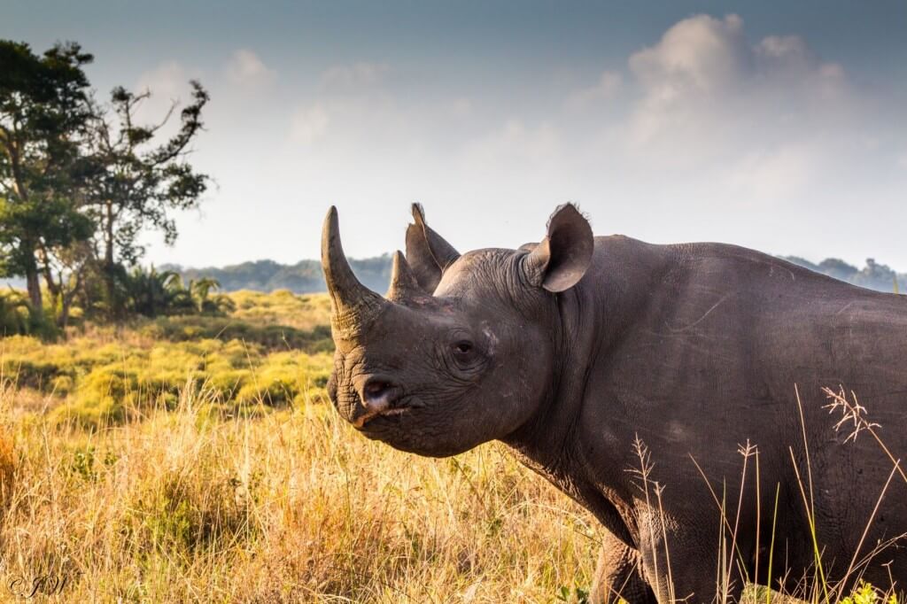 african big 5 rhino facts