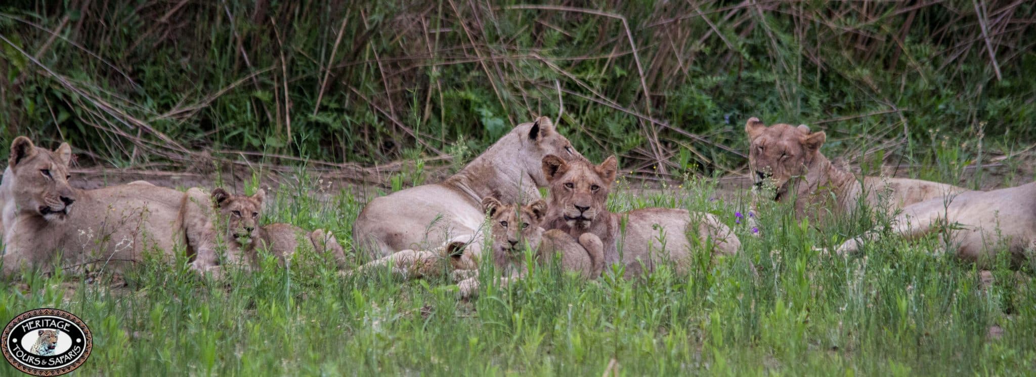 hluhluwe umfolozi reservations and bookings