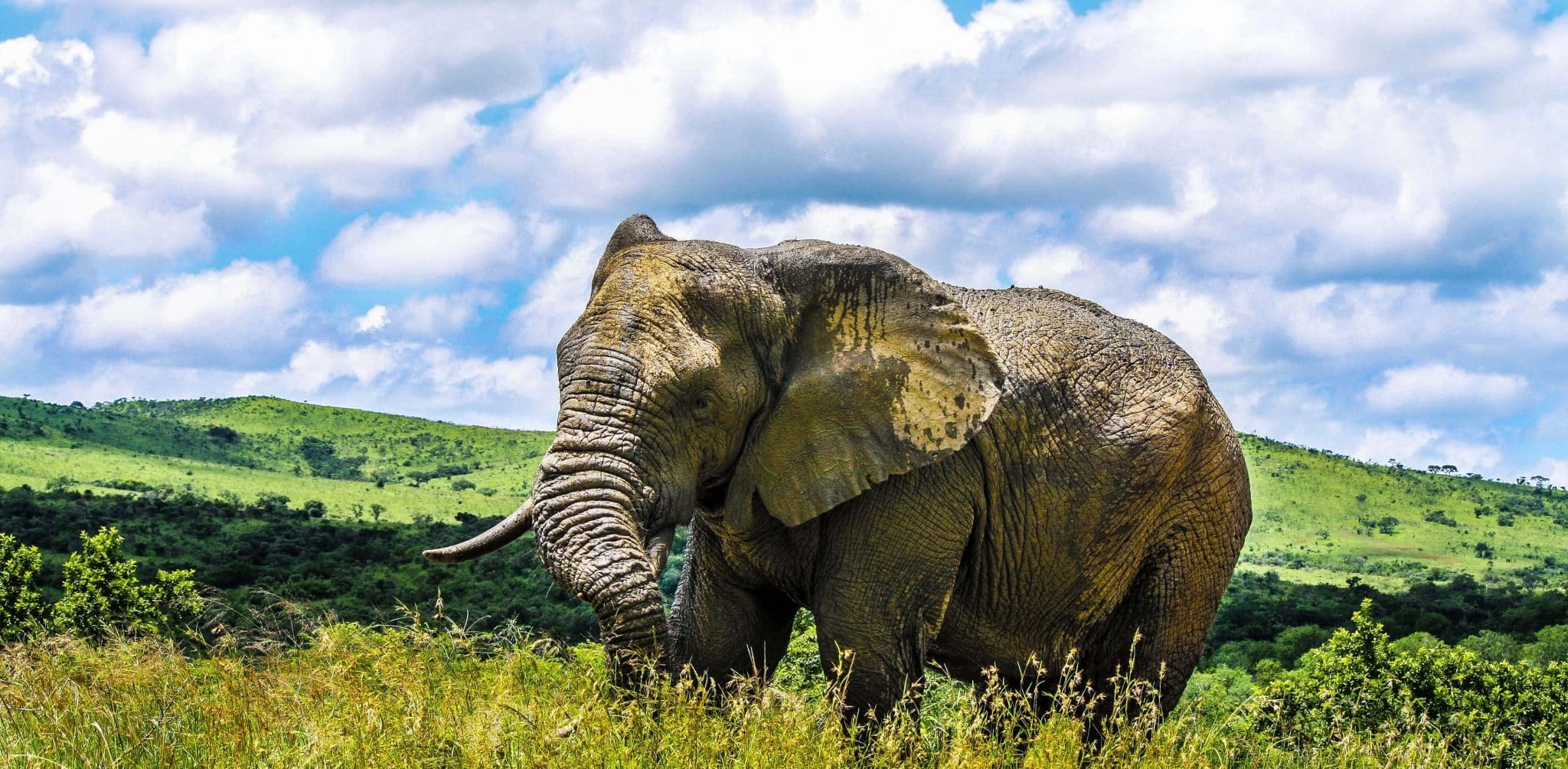elephants in hluhluwe