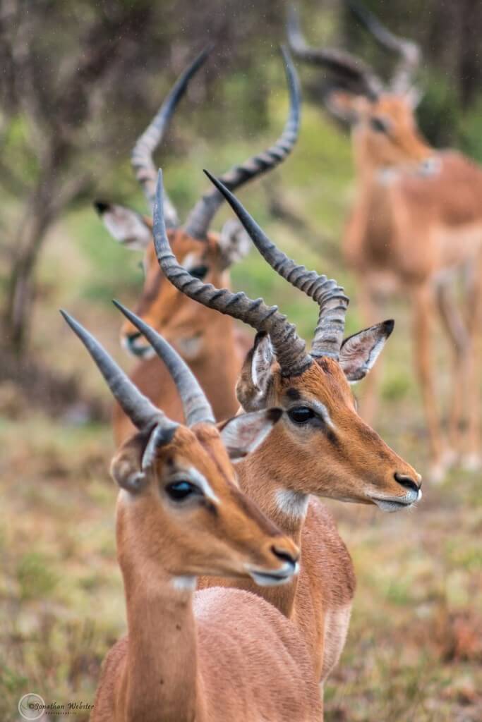 impala facts