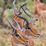 impala animal