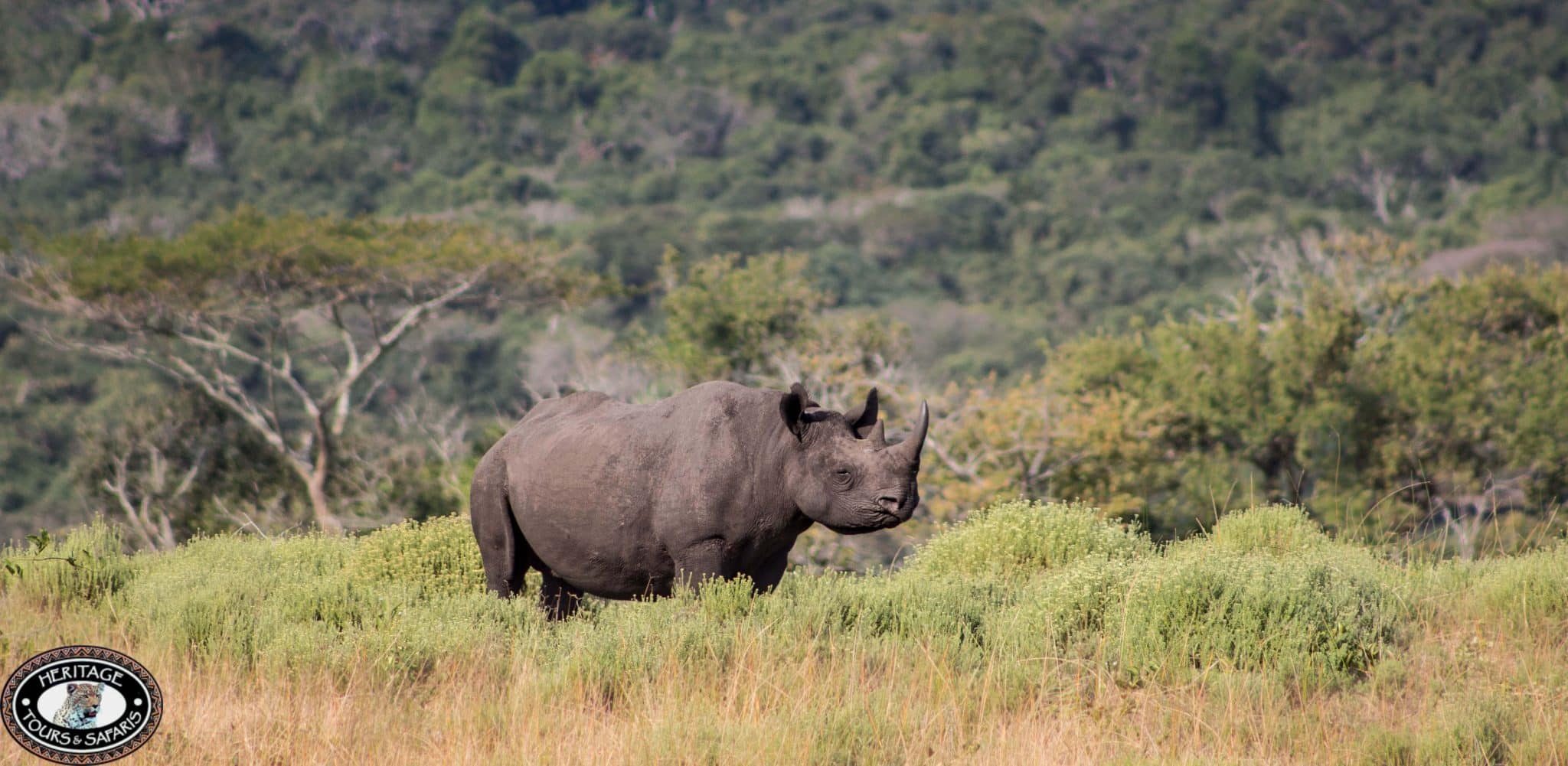 hluhluwe imfolozi black rhino