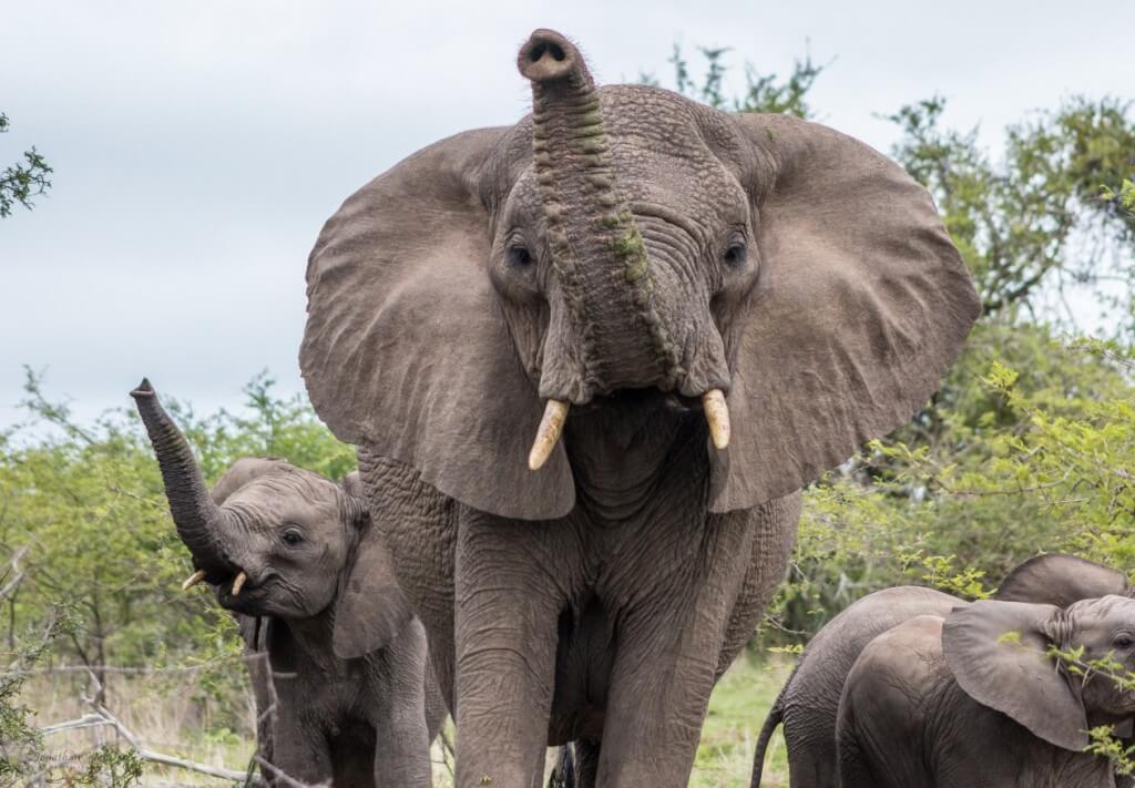 zululand game reserve Tembe game reserve