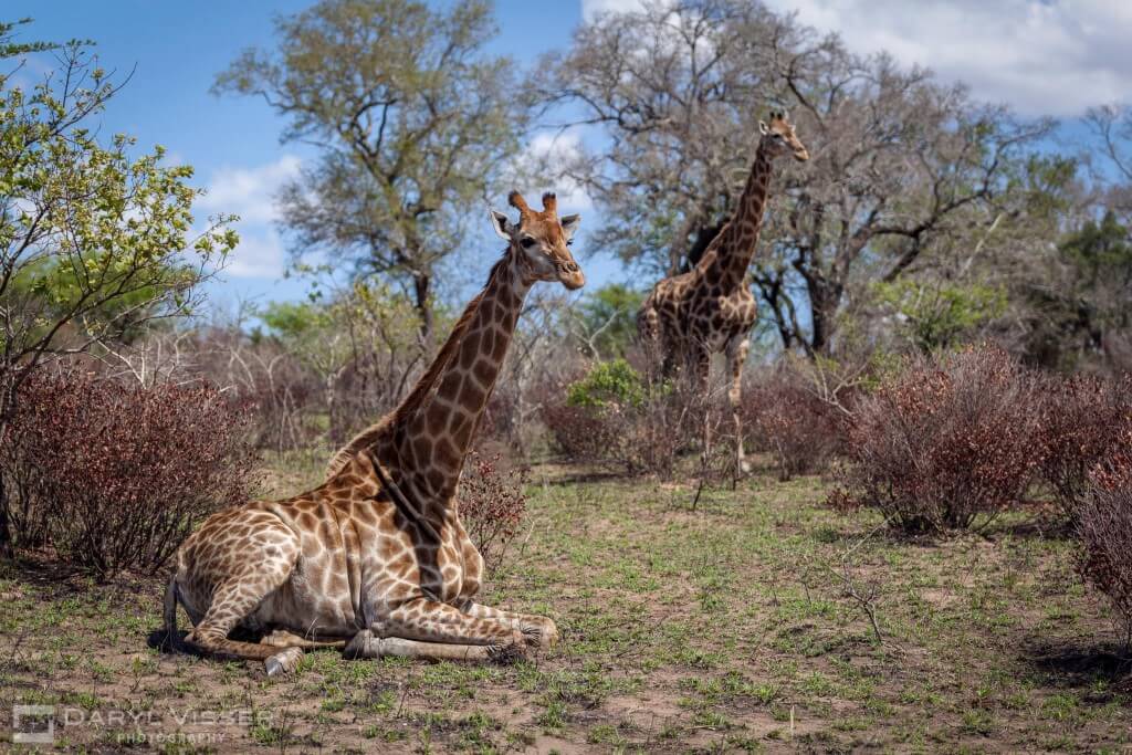 cape town safari options