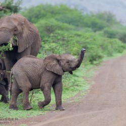 kwazulu natal big 5 safaris