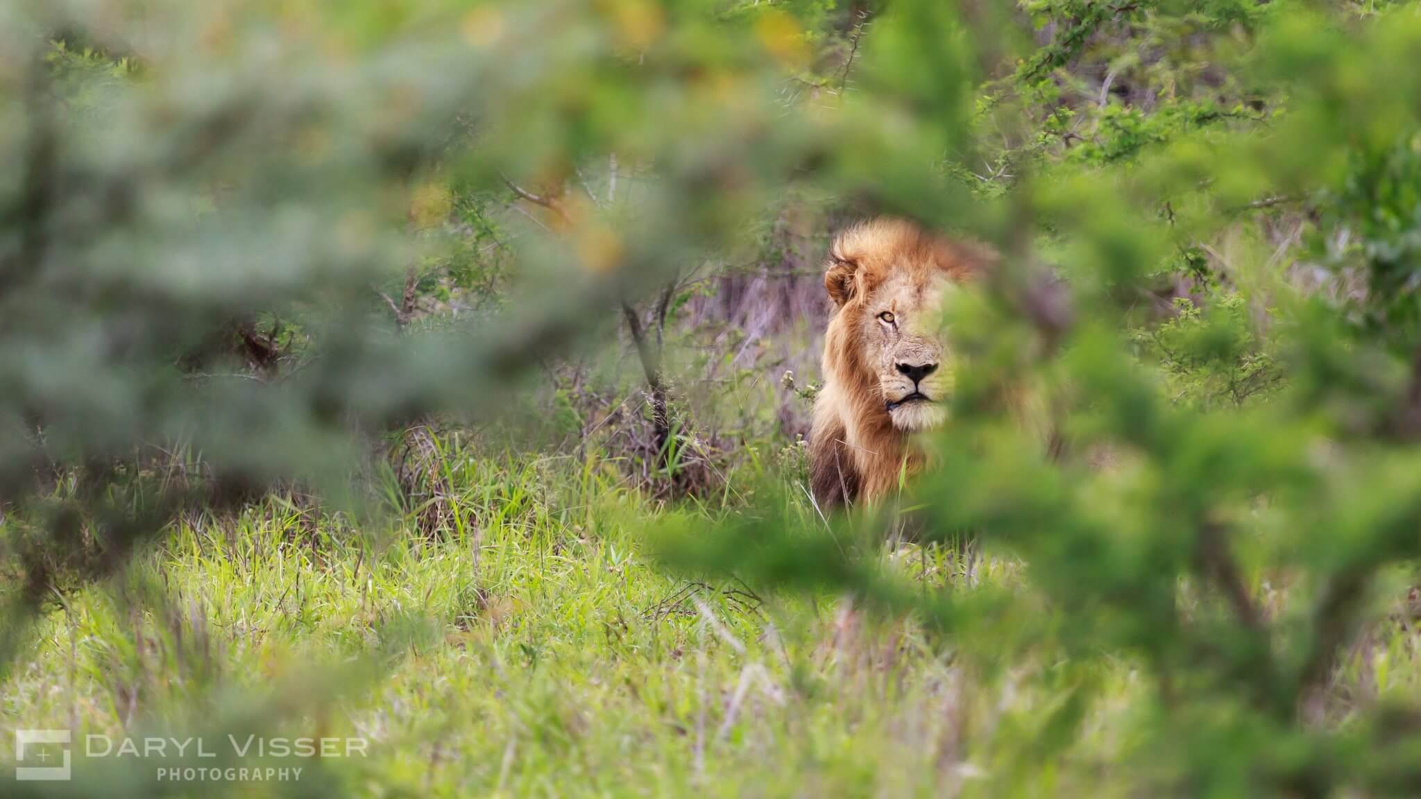 hluhluwe-imfolozi park full day safari