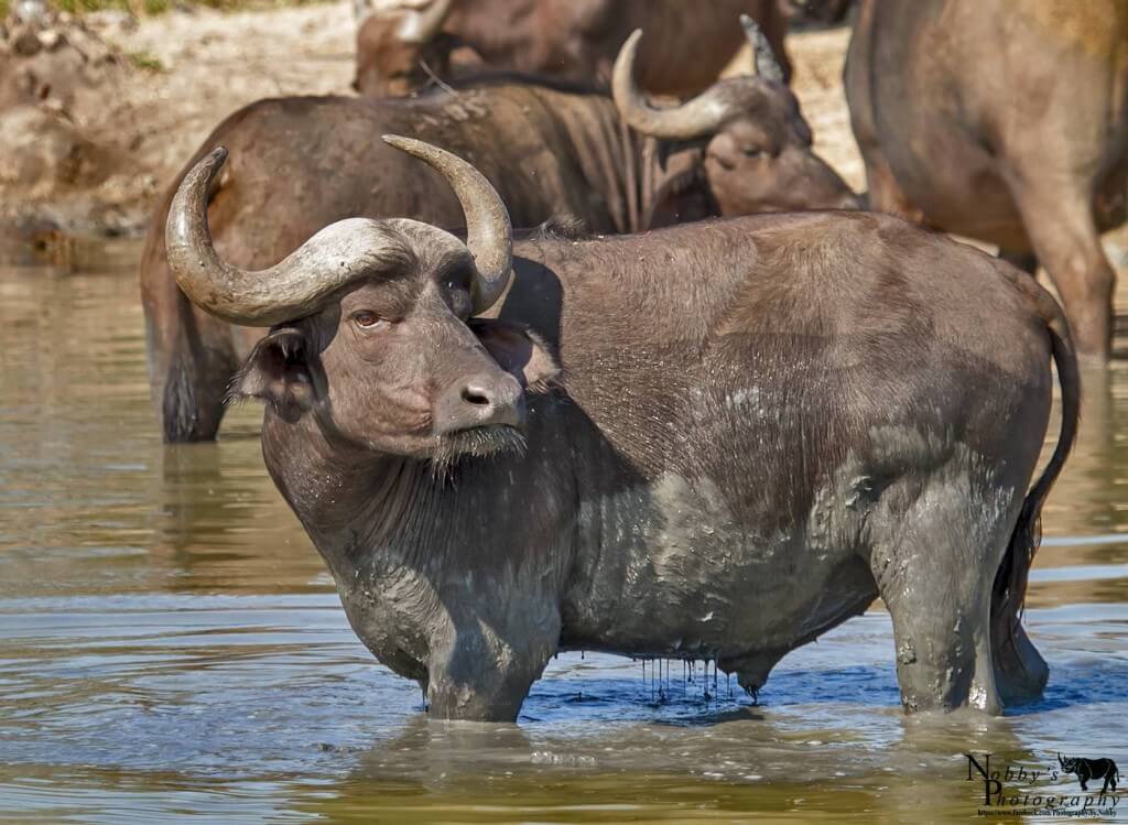 Cape Buffalo 2 buffalo facts