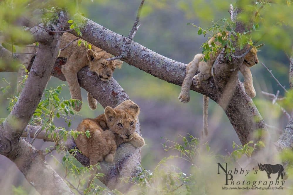 Hluhluwe imfolozi safari