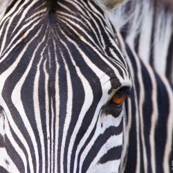 4 Night Zululand Safari
