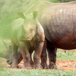 hluhluwe imfolozi game reserve day safaris