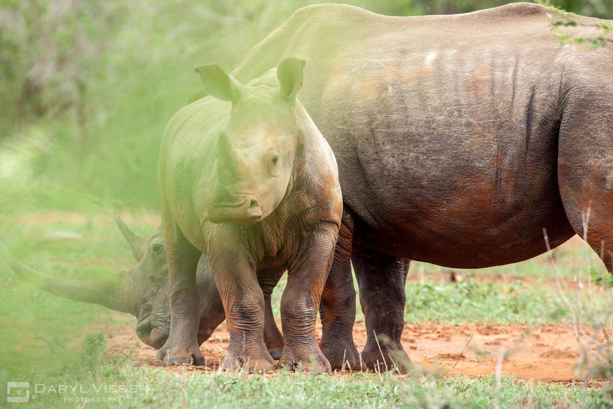 hluhluwe imfolozi game reserve day safaris