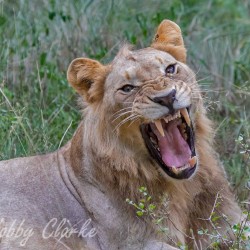 lion yawning
