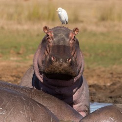 bush & boat safari package