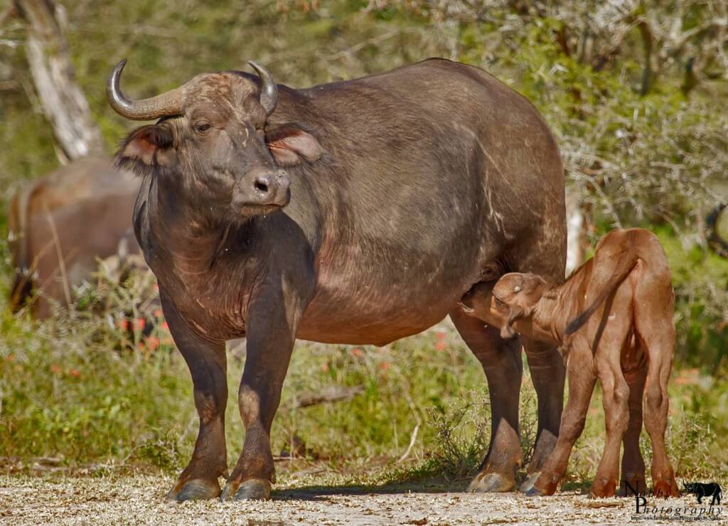 Cape Buffalo 1 cape buffalo pictures