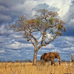 safari packages kzn