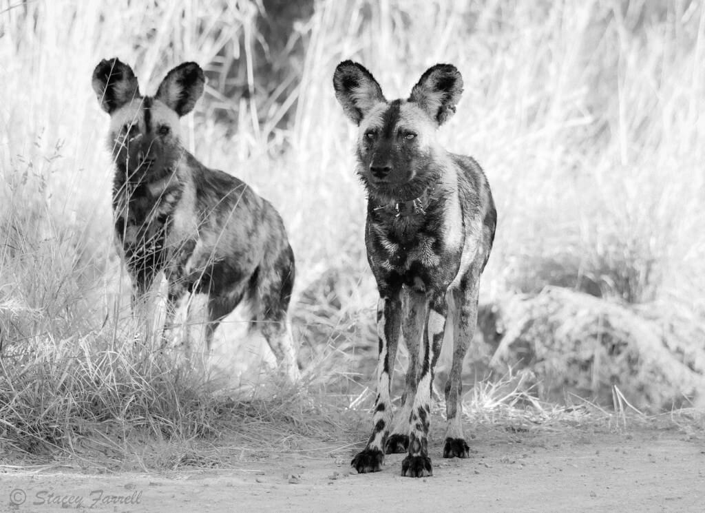 wild dogs south African safari