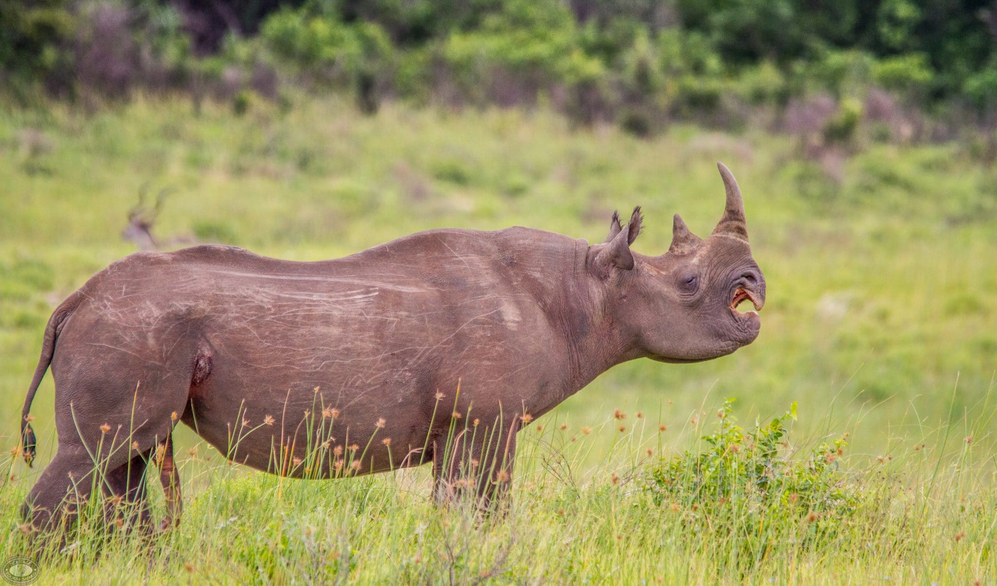Game Reserves in KwaZulu Natal South Africa