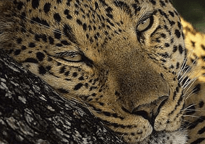 south africa safari packages