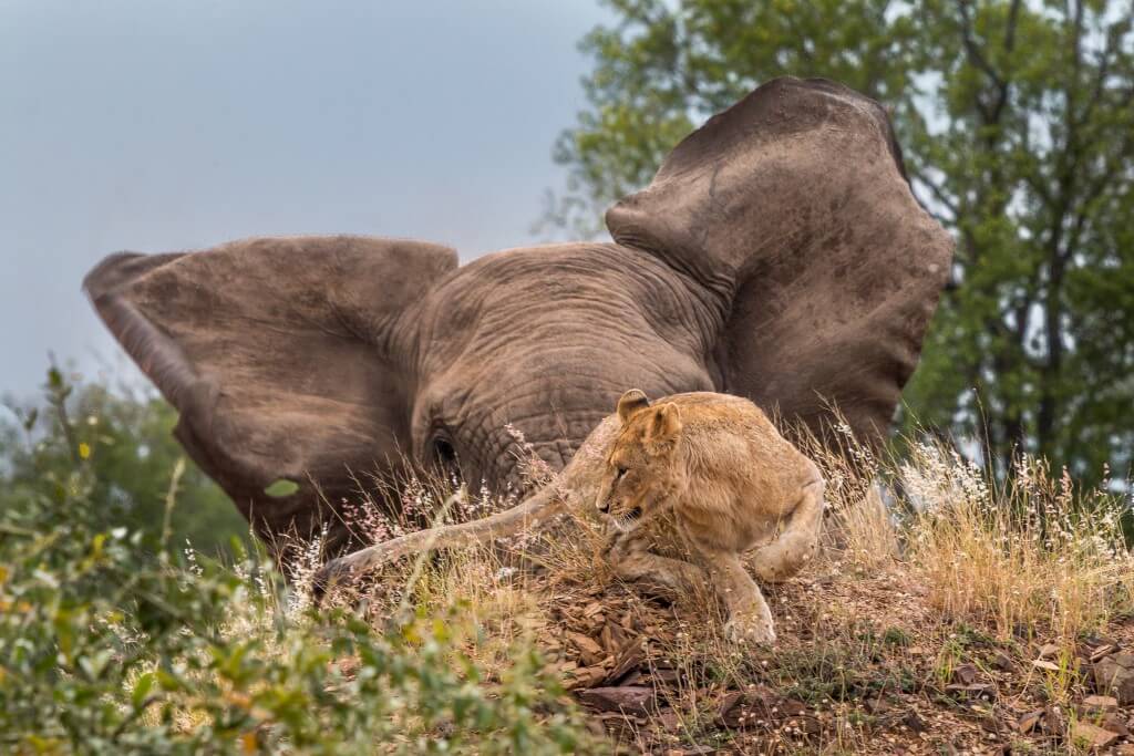 Half Day Hluhluwe Umfolozi Safari